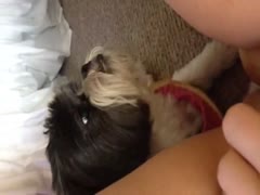 Dog oral sex licking a hot whore's pussy
